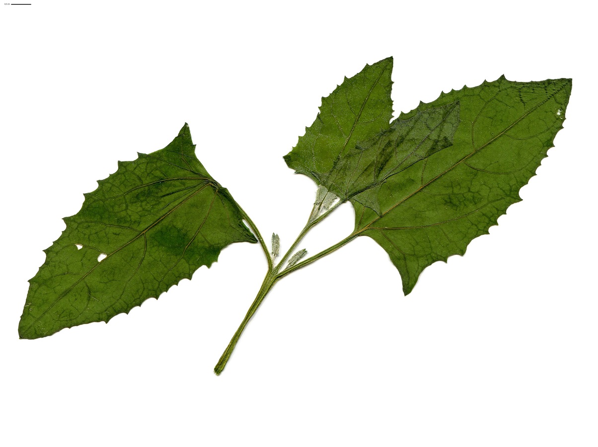 Oxybasis urbica (Amaranthaceae)